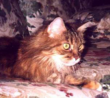 Zina, Maine Coon Cat