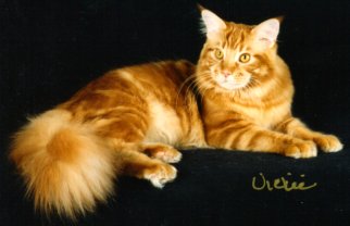 Zulu, Maine Coon Cat