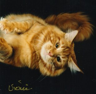 Zulu, Maine Coon Cat