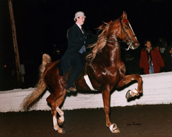 Lesley Van Hoy & Cherokee's American Dream (Owned by Carolyn Hartsog)