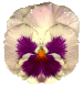 pansy