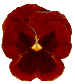 pansy