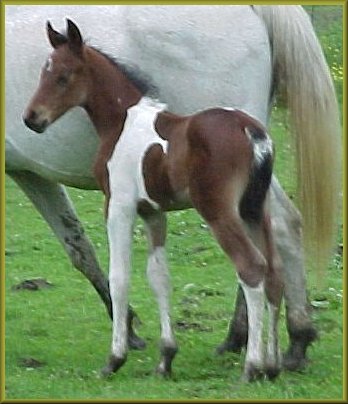 Half Arabian Pinto colt