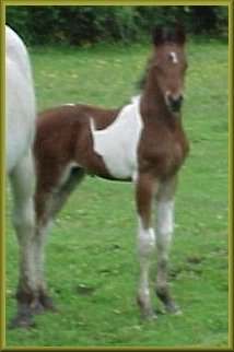 Bedazzled, Pinto Half Arabian colt