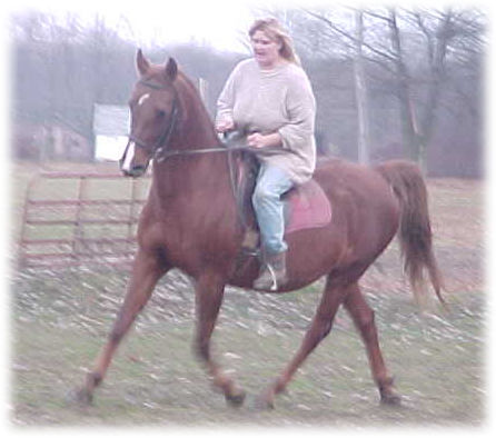 American saddlebred mare for sale. click here to see more pictures of her