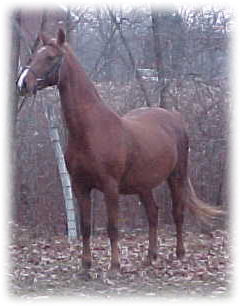 American Saddlebred mare for sale