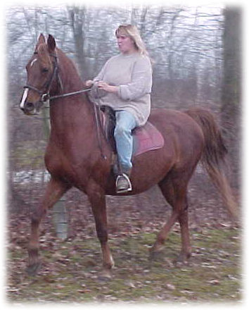 American Saddlebred mare Lottery Queen