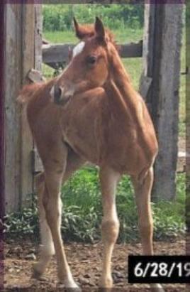 To see more pictures and a mini video clip of this filly click on her picture