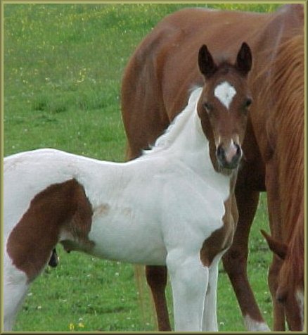 exotic Half Arabian Pinto colt