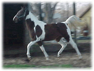 Midafternoon majic, yearling NSH pinto filly