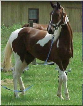 Midafternoon Majic--yearling filly for sale