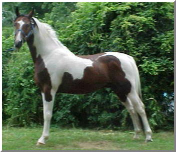 NSH, half arabian, pinto stallion