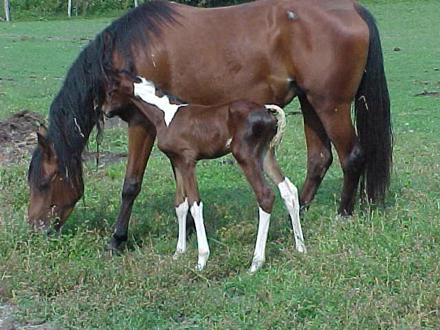 NSH mare for sale and her pinto filly