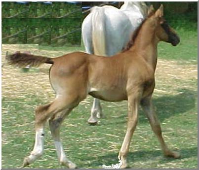 Moonstone Majic Egyptian bred half arabian