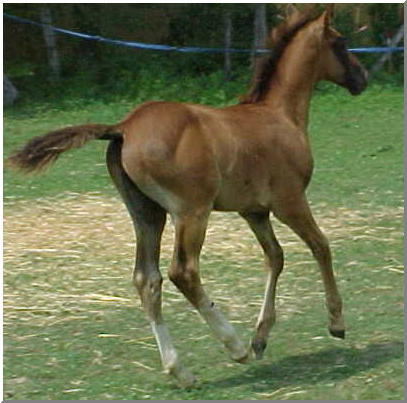 Moonstone Majic half arabian colt cantering