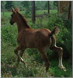 Moonstone Majic-- half-arabian; National Show Horse eligible weanling colt, possibly will be black