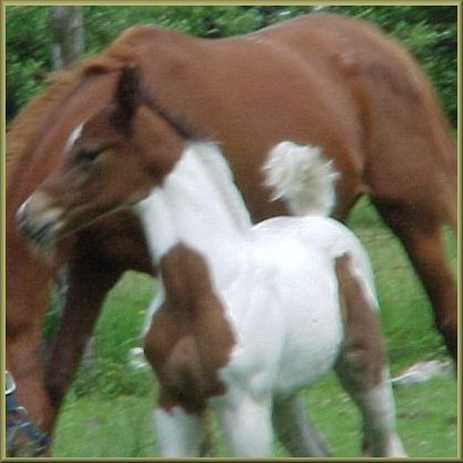 exotic, typey pinto half arabian colt