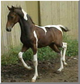 Practical Majic  National Show Horse, Pinto weanling colt