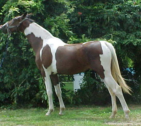 National Show Horse, pinto yearling filly Midafternoon Majic