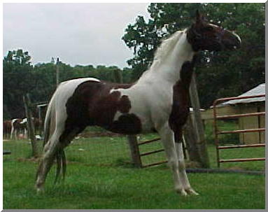 Kentucky  Majic Motion--produces beautiful; exotic; typey foals