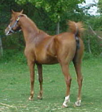 Shaza Justina; dam of Majic Merlin; Majic Justinthyme