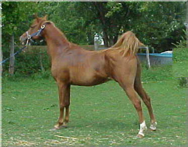 Shaza Justina 15.2hh Arabian mare. Dam of three beautiful National Show Horse foals