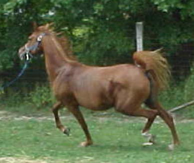 Shaza Justina trotting 