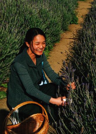 Cutting lavender