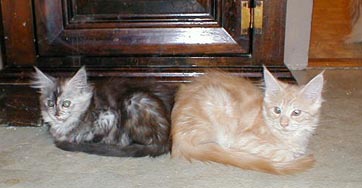 Smoke Tortie & Red Tabby Kittens