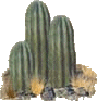 cacti