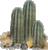 cacti