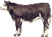 Hereford cow