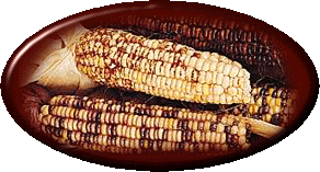 indian corn button