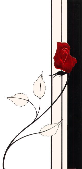 red rose