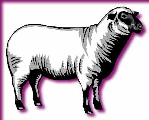 sheep