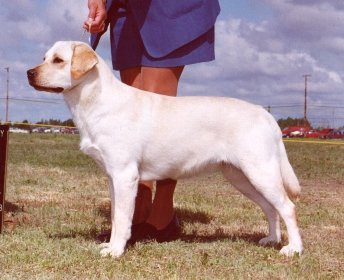 Mazey winning Best of Breed and BPIG