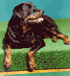 rottie.gif (11443 bytes)