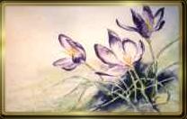 crocus