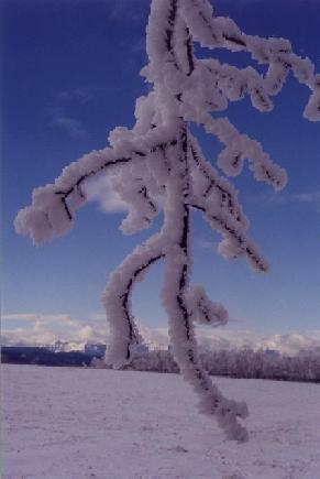 Hoarfrost Closeup