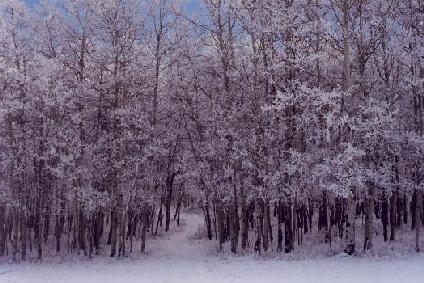 Forest Path