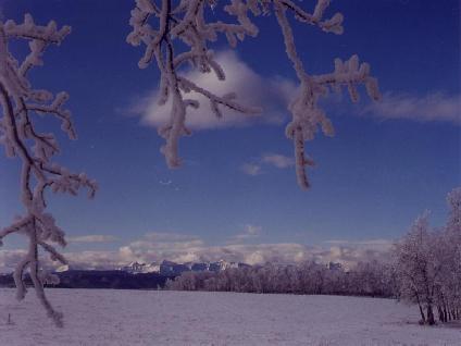 Winter Hoarfrost