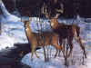 whitetail6x4.jpg (85759 bytes)