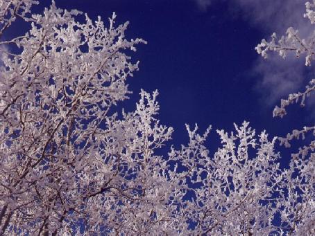 Hoarfrost Treetops