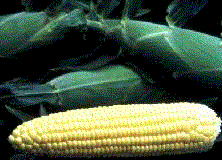 corn1a.gif (14418 bytes)