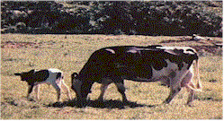 cows9.gif (132157 bytes)