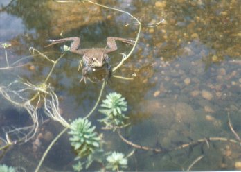 Bud the Bull Frog