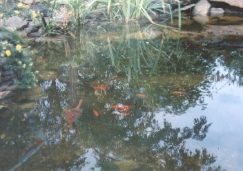 The fish in Carrie's Pond