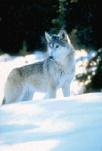 Wolf picture