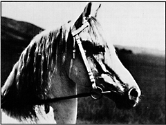 Letan (*Muson X *Jedah) a straight Davenport stallion