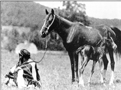 *Wadduda- a Bedouin War Mare. Imp. by H. Davenport 1906